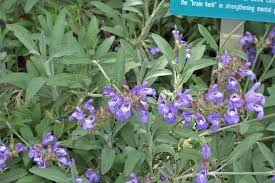 Attēlu rezultāti vaicājumam “Salvia officinalis”