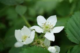 Attēlu rezultāti vaicājumam “Rosaceae”