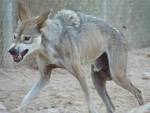 File:Canis lupus arabic.JPG - Wikipedia, the free encyclopedia