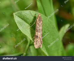 Attēlu rezultāti vaicājumam “Nomophila noctuella”