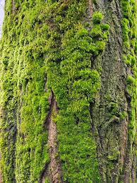 Attēlu rezultāti vaicājumam “Bryum”