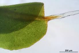 Attēlu rezultāti vaicājumam “Syntrichia virescens”