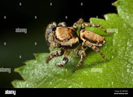 Attēlu rezultāti vaicājumam “Evarcha falcata”