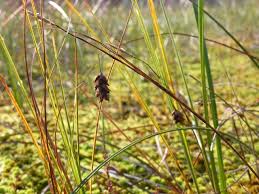 Attēlu rezultāti vaicājumam “Carex limosa”