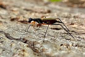 Attēlu rezultāti vaicājumam “Micropezidae”