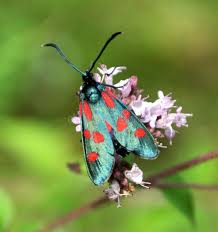 Attēlu rezultāti vaicājumam “Zygaenidae”