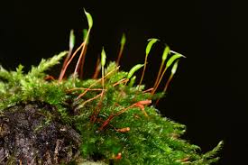 Attēlu rezultāti vaicājumam “Hypnum cupressiforme sporophyte”