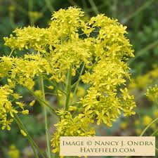 Image result for Isatis tinctoria