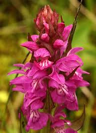 Attēlu rezultāti vaicājumam “Dactylorhiza cruenta flower”