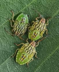 Attēlu rezultāti vaicājumam “Elasmucha ferrugata”