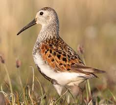 Attēlu rezultāti vaicājumam “Calidris alpina adult”