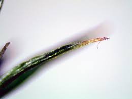 Attēlu rezultāti vaicājumam “Hemitrichia chrysospora young”