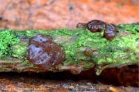 Attēlu rezultāti vaicājumam “Exidia saccharina”