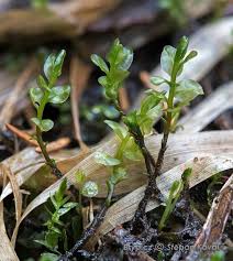 Attēlu rezultāti vaicājumam “Pseudobryum cinclidioides”