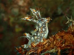 ผลการค้นหารูปภาพสำหรับ Bornella Anguilla