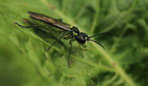 Attēlu rezultāti vaicājumam “Tenthredo campestris”