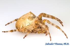 Attēlu rezultāti vaicājumam “Araneidae”