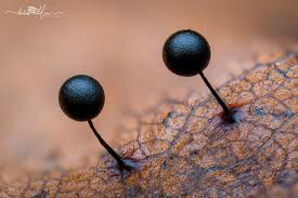 Attēlu rezultāti vaicājumam “Lamproderma debile sessile”