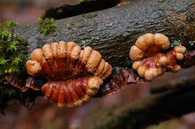 Attēlu rezultāti vaicājumam “Hypocreopsis lichenoides”