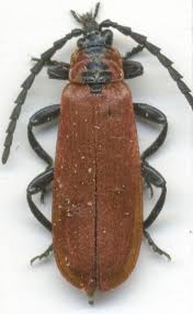 Attēlu rezultāti vaicājumam “Lygistopterus sanguineus”