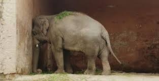 Image result for sad elephant