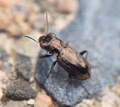 Attēlu rezultāti vaicājumam “Notiophilus biguttatus”