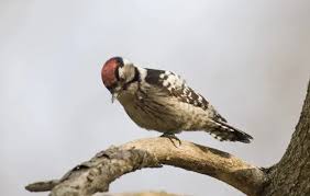 Attēlu rezultāti vaicājumam “Dendrocopos minor male”