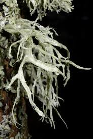 Attēlu rezultāti vaicājumam “Ramalina calicaris”