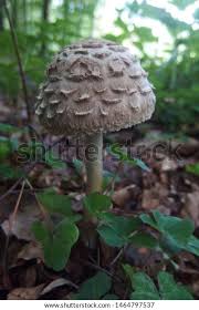 Attēlu rezultāti vaicājumam “Macrolepiota rhacodes var. bohemica”