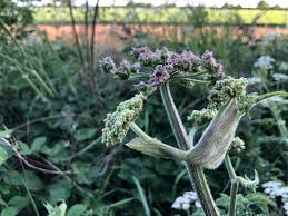 Attēlu rezultāti vaicājumam “Heracleum sphondylium subsp. sibiricum fruit”