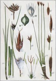 Attēlu rezultāti vaicājumam “Schoenus ferrugineus bud”