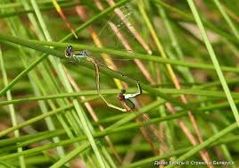 Attēlu rezultāti vaicājumam “Nehalennia speciosa”