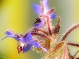 Attēlu rezultāti vaicājumam “Borago officinalis bud”