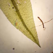 Attēlu rezultāti vaicājumam “Pohlia nutans sporophyte”