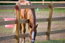 Image result for Cliff Hatch Stables