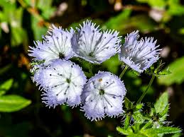 Attēlu rezultāti vaicājumam “Hydrophyllaceae”