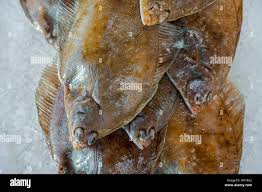 Image result for Limanda limanda