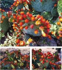 Attēlu rezultāti vaicājumam “Carex dioica male flower”