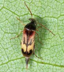 Attēlu rezultāti vaicājumam “Mordellidae”