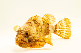 Image result for Scorpaena porcus