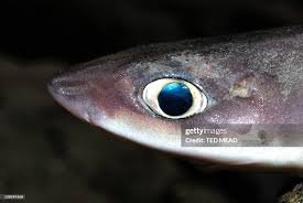 Image result for Mustelus antarcticus