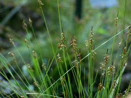 Attēlu rezultāti vaicājumam “Carex pulicaris”