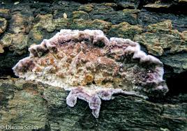 Attēlu rezultāti vaicājumam “Chondrostereum purpureum”