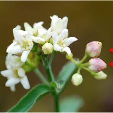 Attēlu rezultāti vaicājumam “Vincetoxicum hirundinaria leaf”
