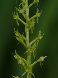 Attēlu rezultāti vaicājumam “Malaxis monophyllos flower”