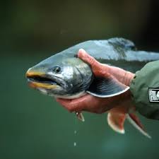 Image result for Salvelinus alpinus taranetzi