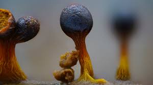 Attēlu rezultāti vaicājumam “Trichia botrytis var. cerifera stalked”