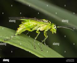 Attēlu rezultāti vaicājumam “Rhogogaster viridis”