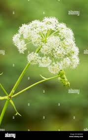 Attēlu rezultāti vaicājumam “Sium latifolium”