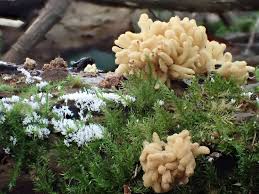 Attēlu rezultāti vaicājumam “Heterotrichia obvelata (syn. Arcyria obvelata) young”